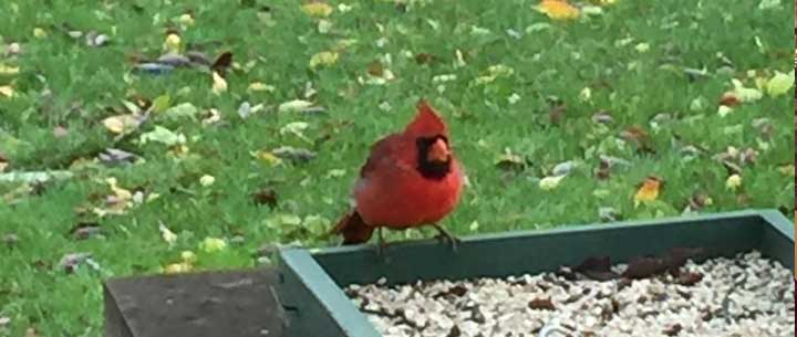 cardinal-in-fargo